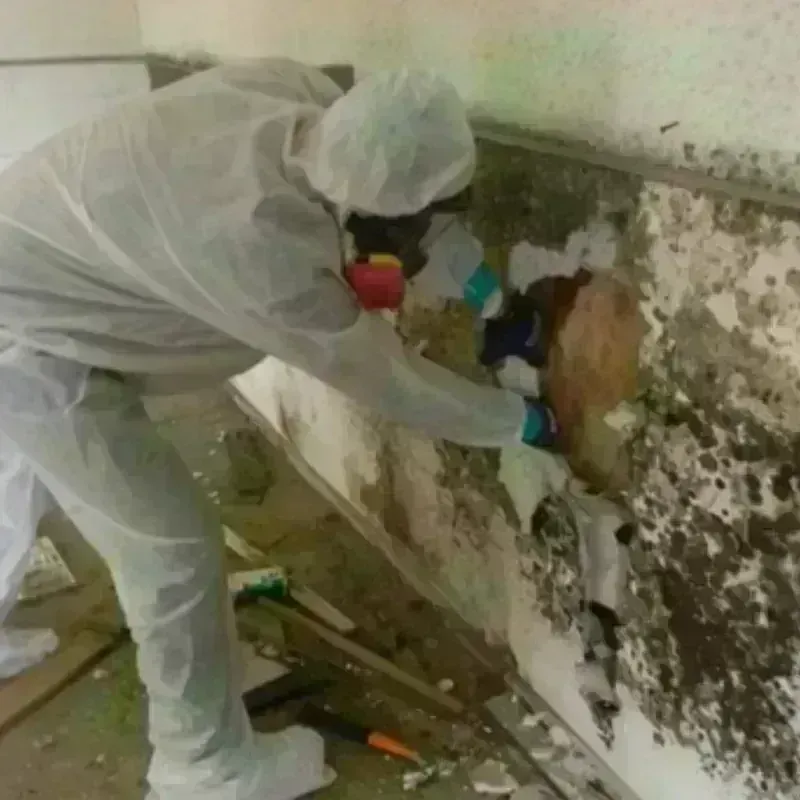 Mold Remediation and Removal in Middlefield, OH